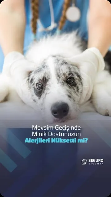 Mevsim geçişinde minik dostunuzun alerjileri